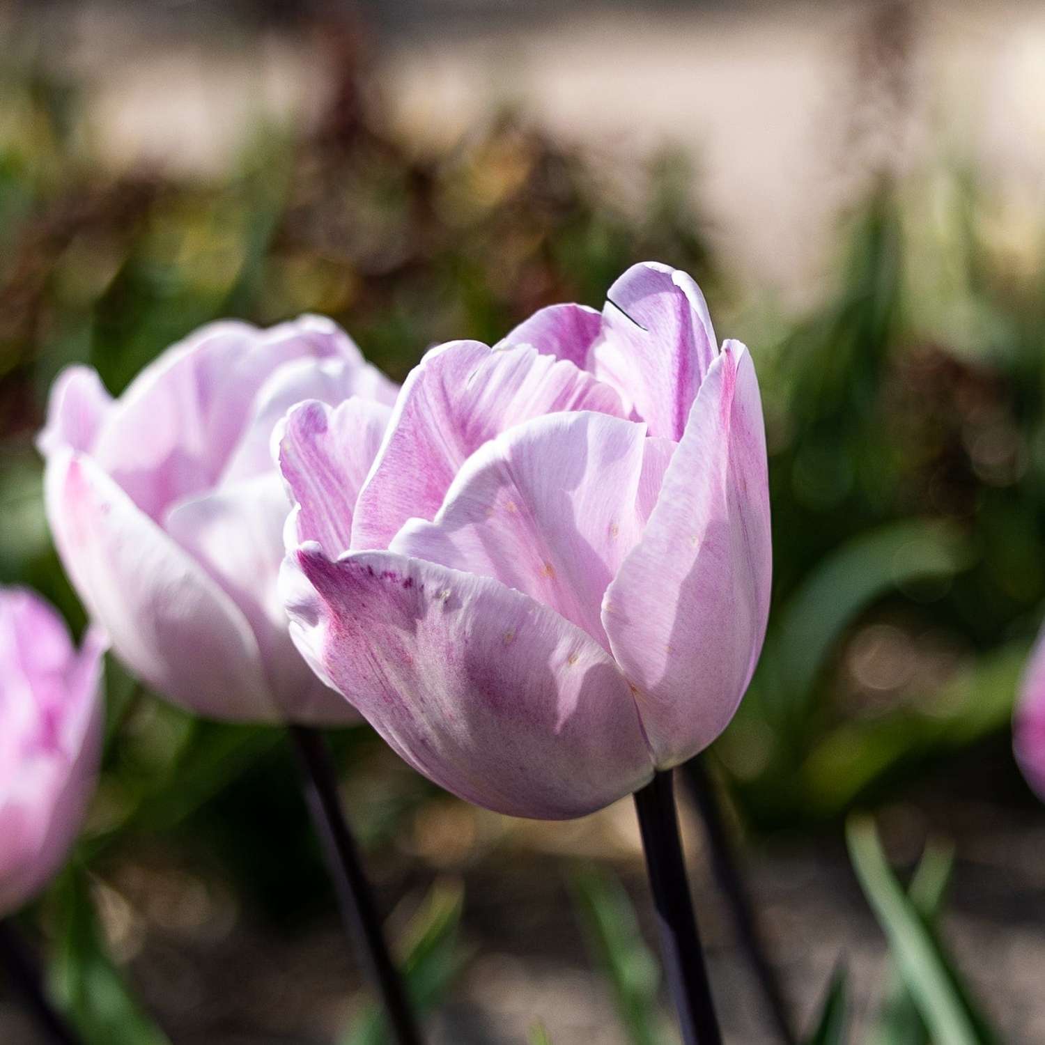Tulipe 'Jacuzzi'